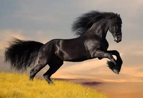Црн коњ