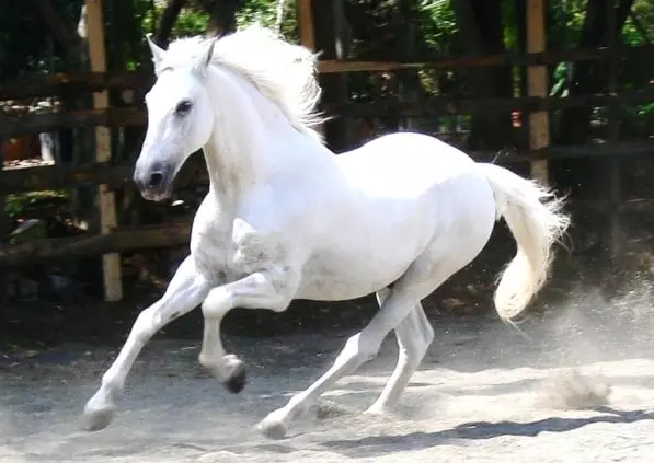 hvit hest