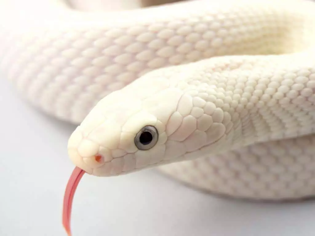 Біла змія