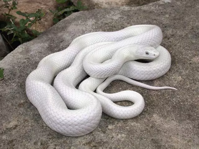 Long Snake.