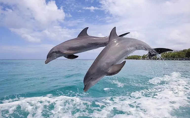 دو دلفین