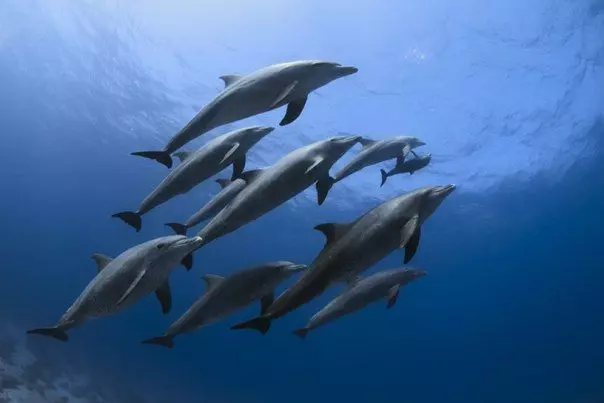 O le afifi o Dolphins