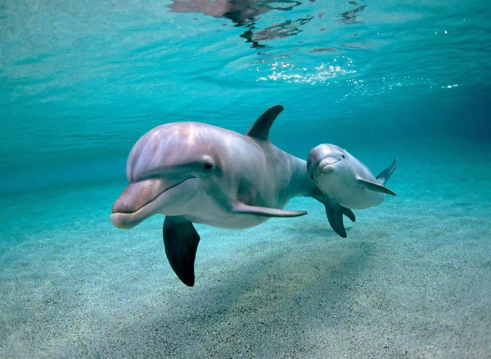 Dolphins bonitos