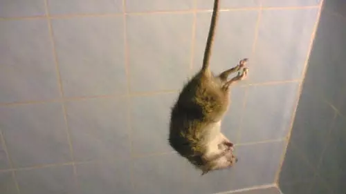 Tikus mati