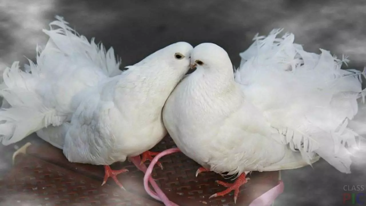 دو کبوتر سفید