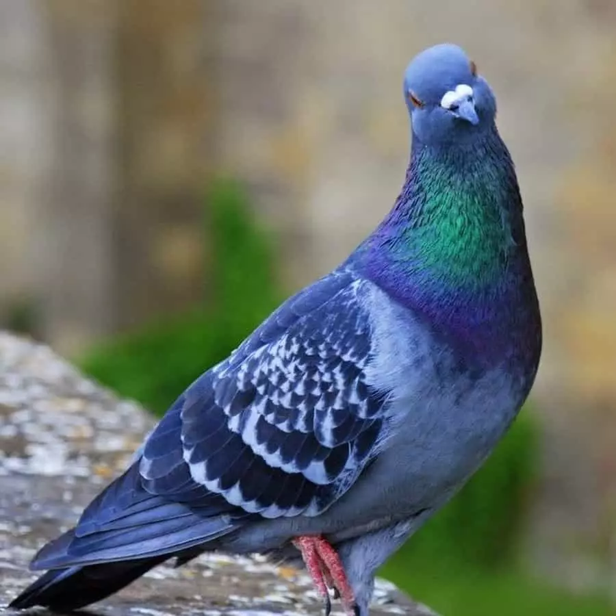 Pigeon en pedra