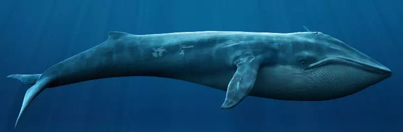 鯨魚在水中