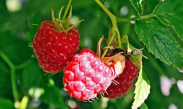 Inyuka i-raspberries