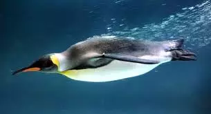 Penguin underwater