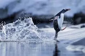 Penguin går