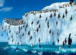 Balení tučňáků