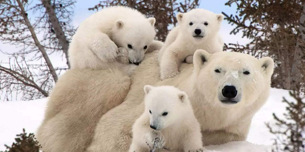 Um bando de ursos brancos