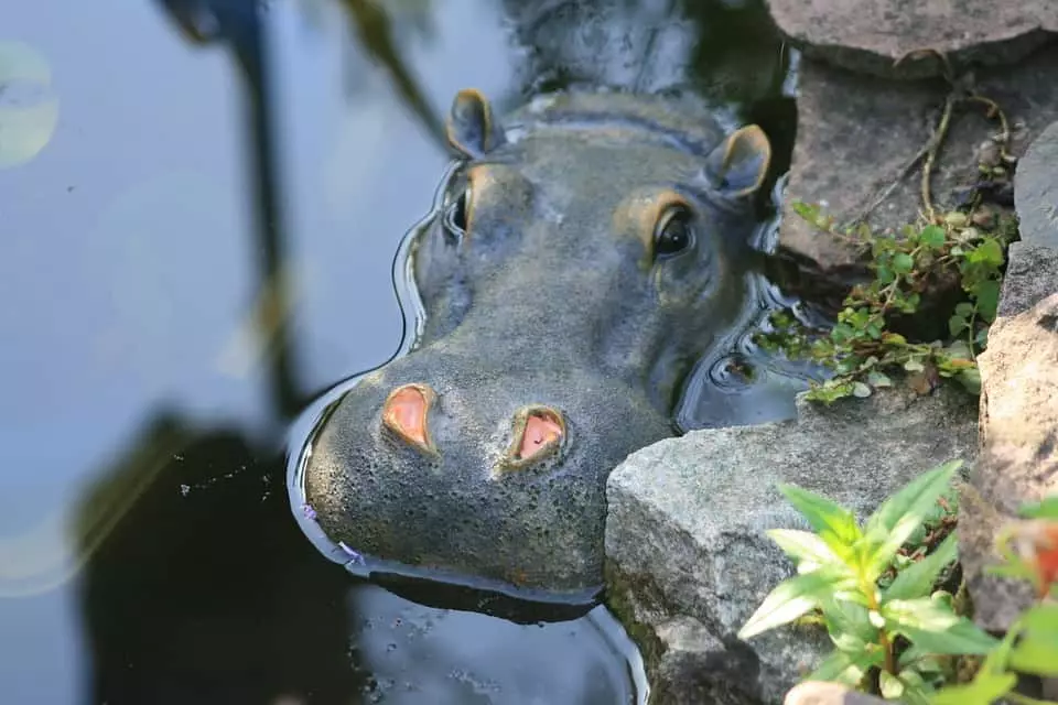 Hippopotamus di dalam air