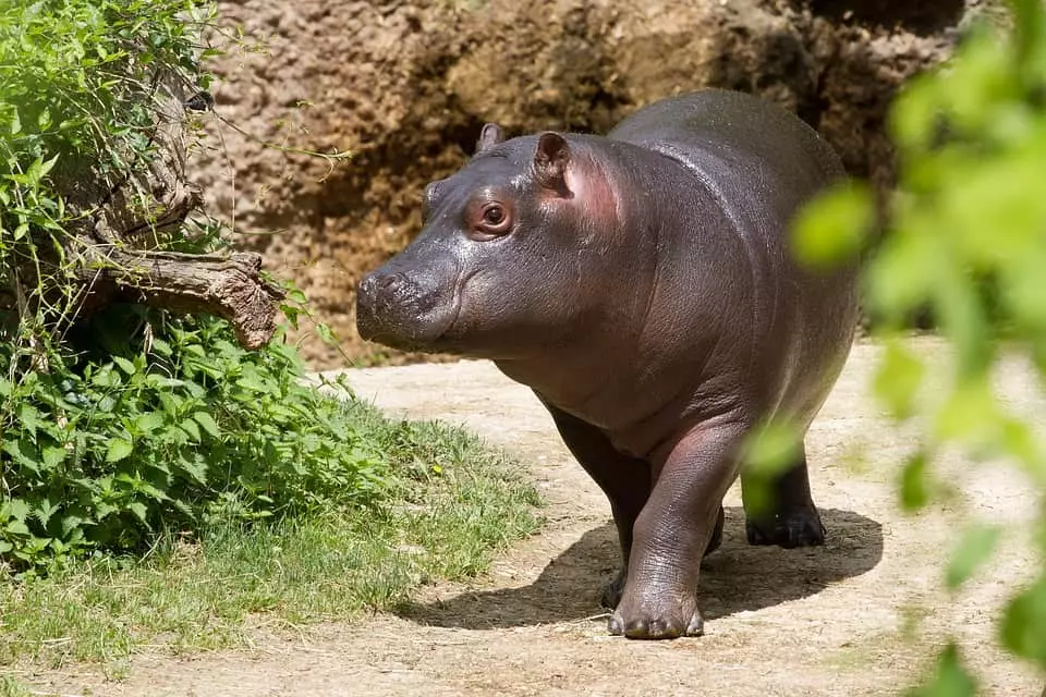လမ်းလျှောက်အပေါ် hippo