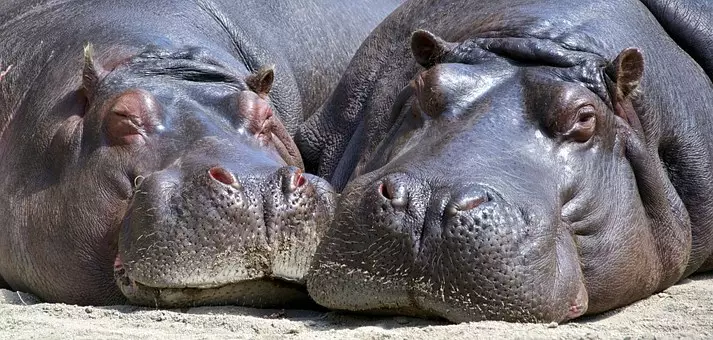 နှစ်ခု hippopotamus