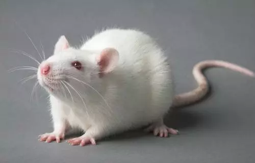 Tikus putih