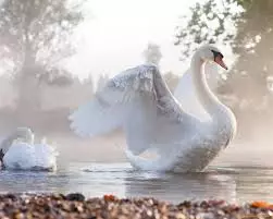Biely labuť