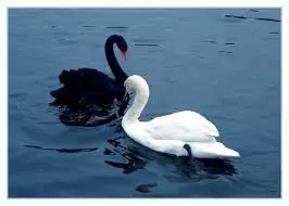 Swan yakuda ndi yoyera