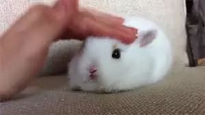 Žehlení králíka