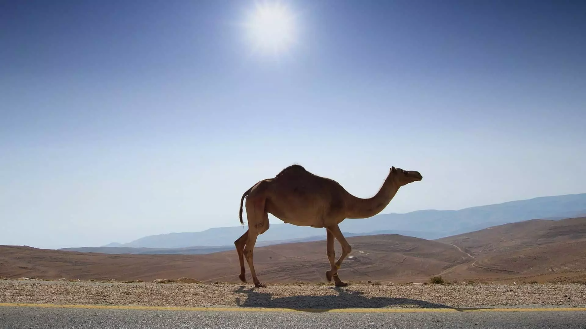 Camel hauv suab puam