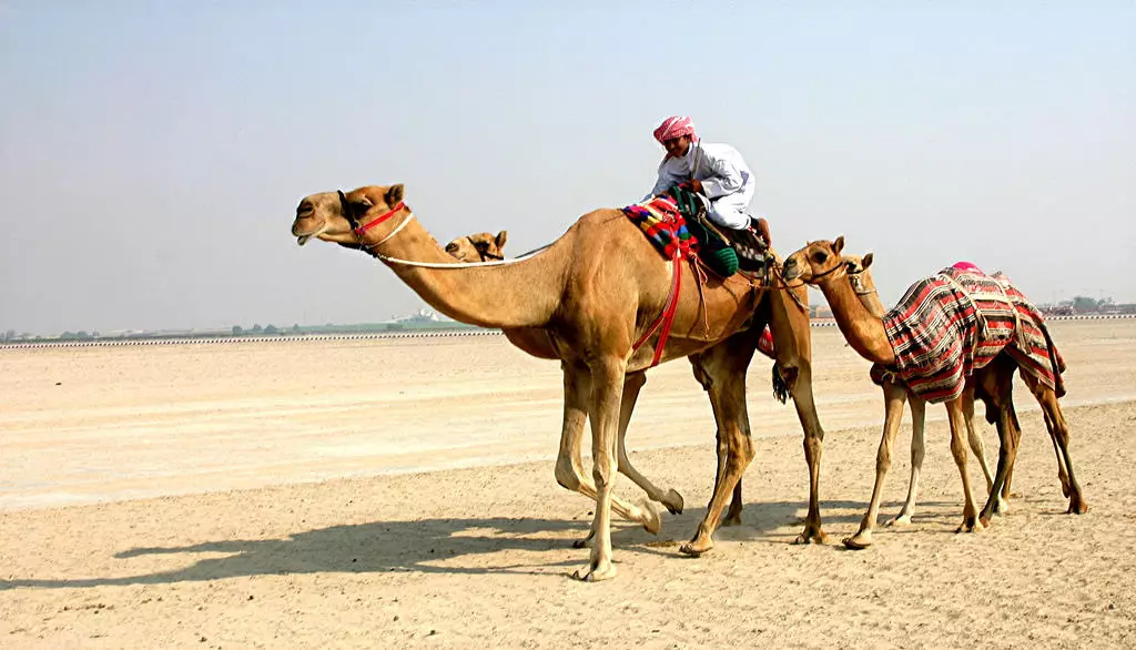 To kameler.