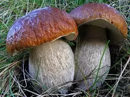 Kaksi sieniä