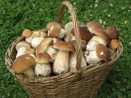 Печурки во кошницата