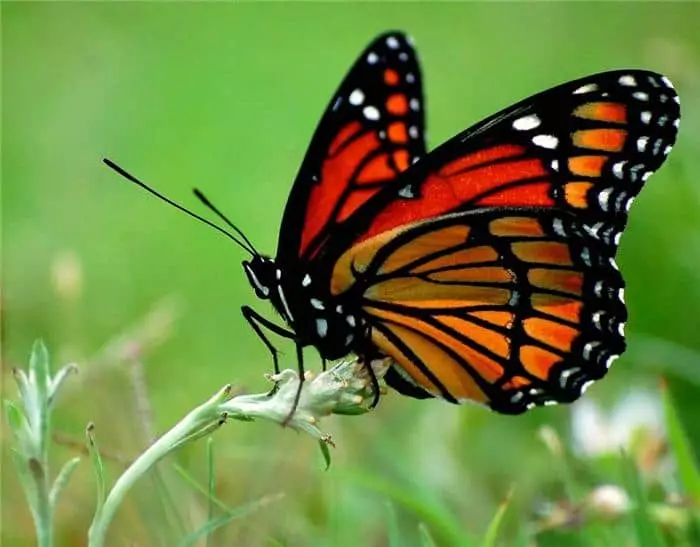 I-orenji butterfly