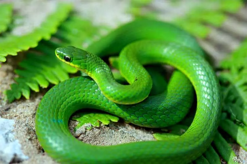 Зелена змія