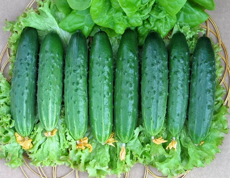 Green cucumbers