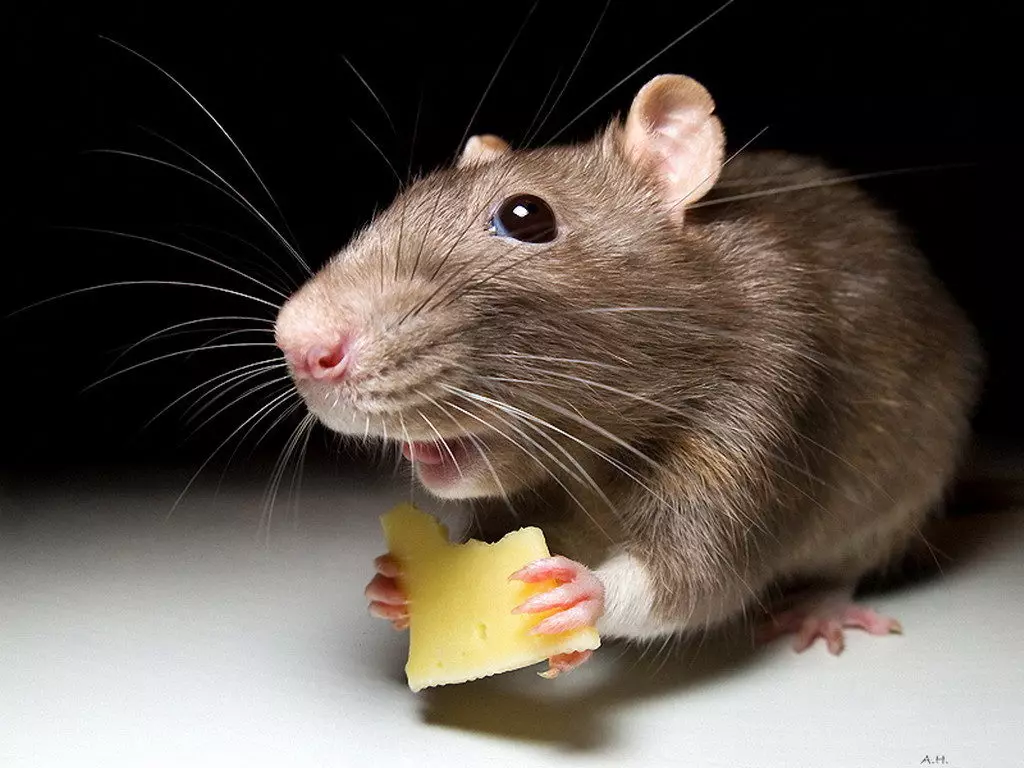 الفأر مع الجبن