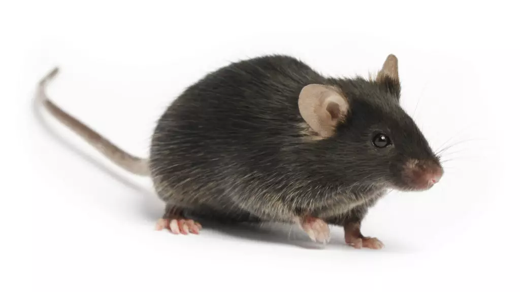 Halli hiir