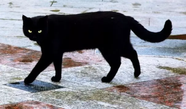 Kara kedi