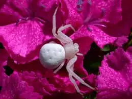 Spider dengan latar belakang merah muda