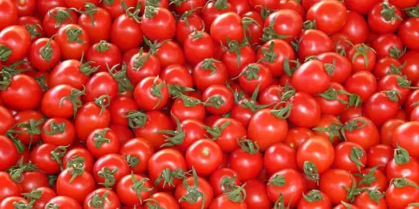 Ruĝaj tomatoj