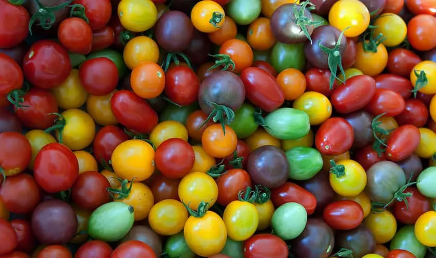 Many tomatoes