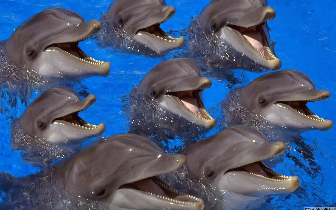 Dolophins
