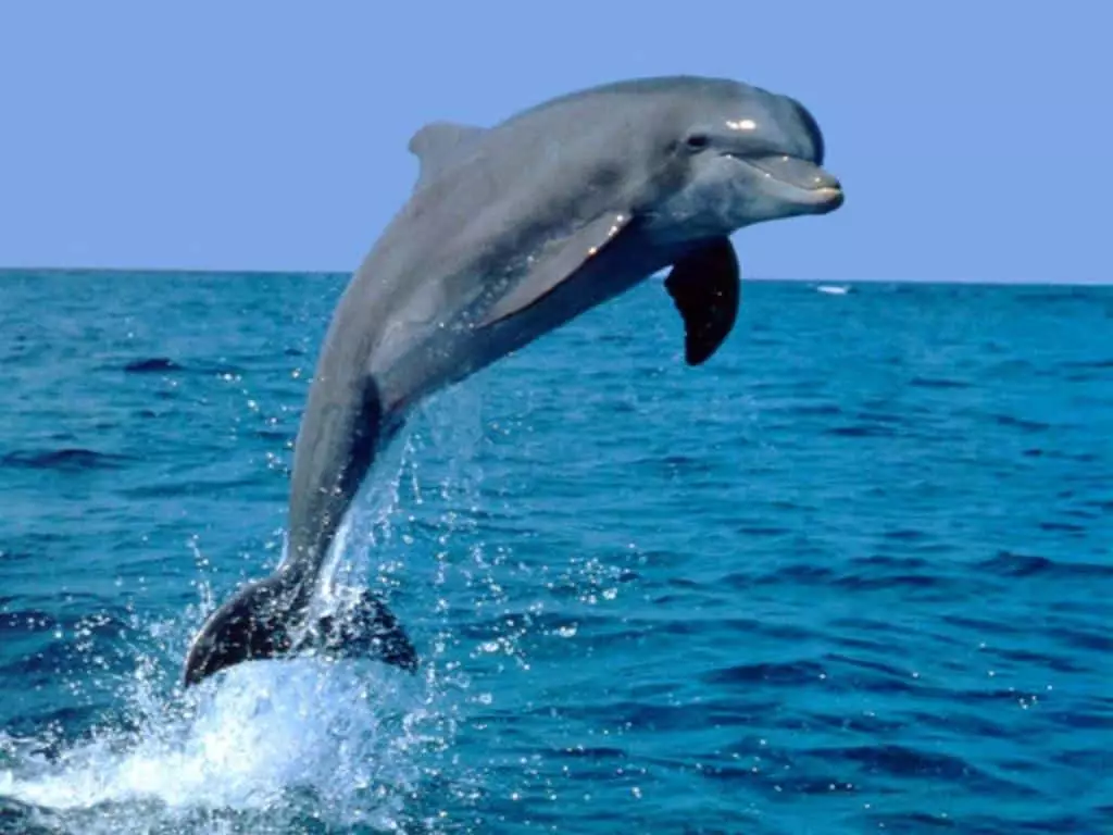 Delfinas jūroje