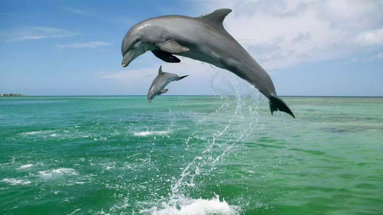 Два делфини