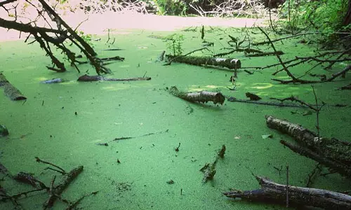 Green Swamp