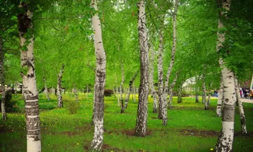桦树林