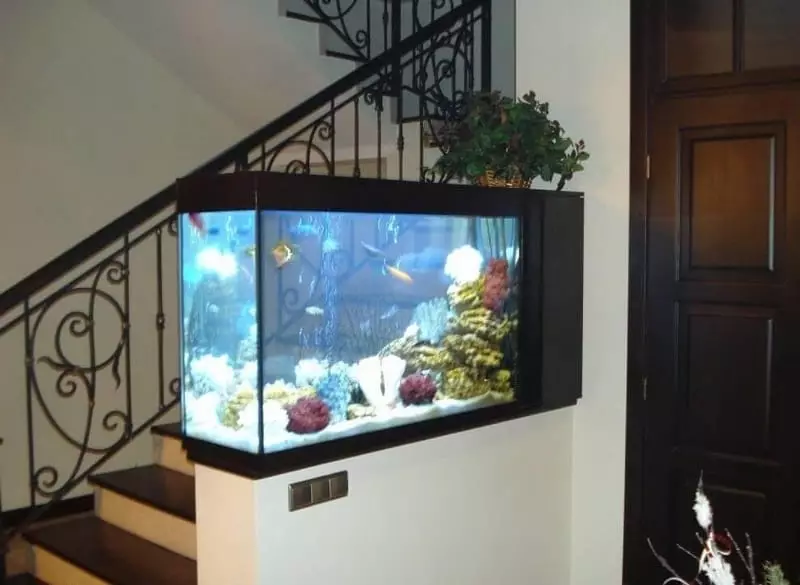 Wat dromen aquarium met vis