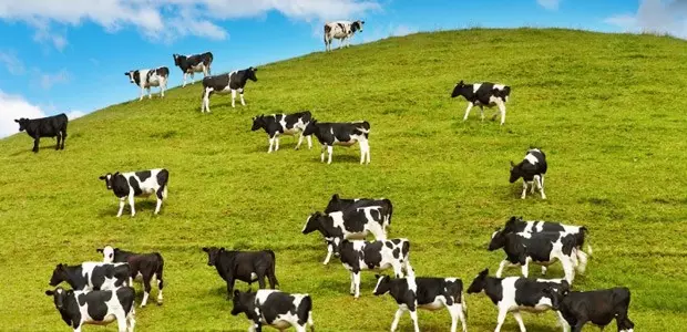 Visandid: lehmad on karjades ülerahvastatud 7326_3