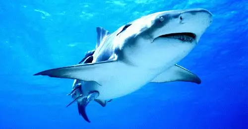Jaký sen o žraloči ve vodě? 7336_1