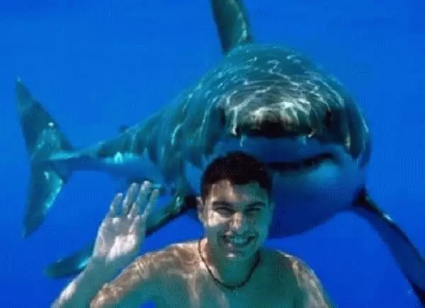 ¿Qué sueño de un tiburón en agua? 7336_3