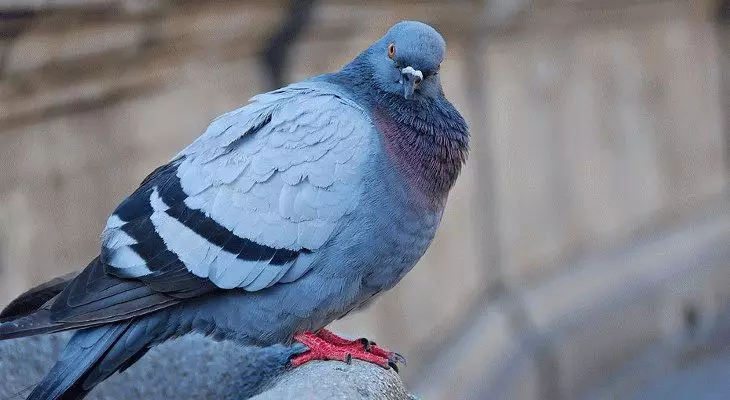 Signs of pigeons