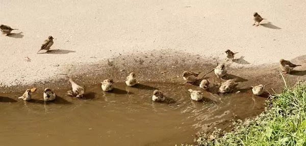 Скици - врапчињата се искапат во локва