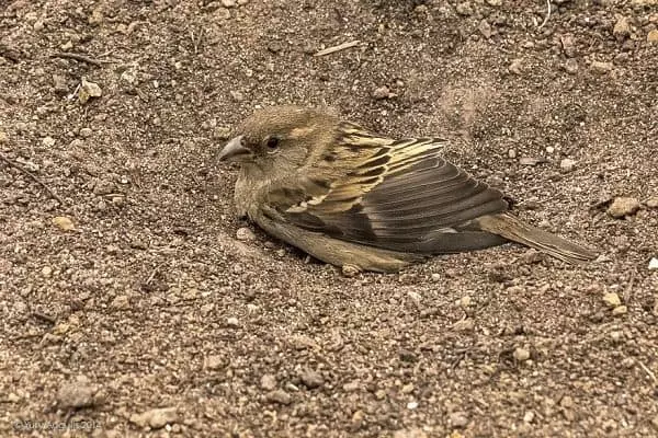 Sparrow mandi di dalam pasir