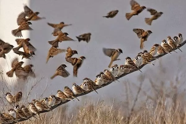 Sparrows formet - brusebad forventes