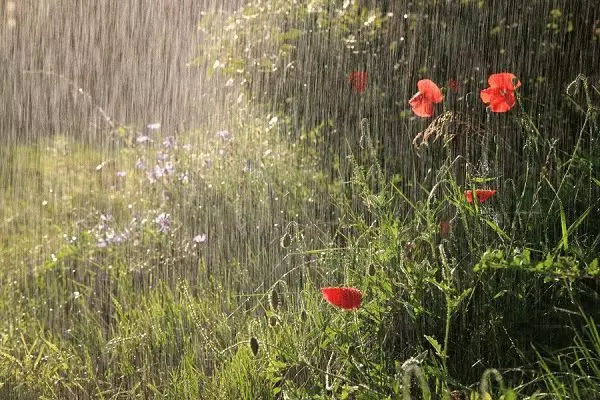 Isyarat kepada hujan pada tumbuhan